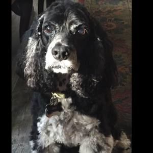 Meet your Posher, Diana